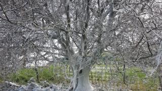 Полицай засне най-зловещото дърво в света, намира се в английско село (СНИМКА)