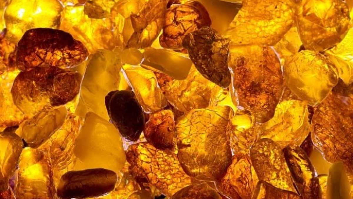 Учени с феноменална находка на повече от 99 милиона години (СНИМКИ)