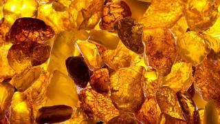 Учени с феноменална находка на повече от 99 милиона години (СНИМКИ)