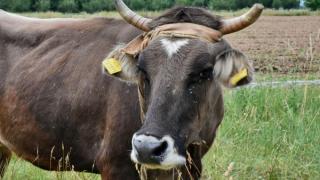 Ще стане би Пенка Милка? Кравата със злощастна съдба се превръща в атракция, евродепутати идват на крака при нея
