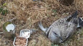 Гларус със счупено крило бедства в центъра на Бургас, природозащитни организации отказват да помогнат