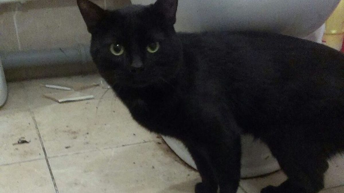 Котка покори всички с реакцията си на изчезването на стопанина си (ВИДЕО)
