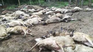 Вижте брутални СНИМКИ от масовото убийство в Странджа