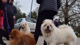 Мерцедес, Шанел, Кокаин, Айран! Така пловдивчани кръщават кучетата си