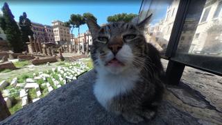 Котка се избъзика с Google и стана световноизвестна 