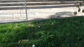 Нещо красиво, но опасно се появи в центъра на Благоевград (СНИМКА)