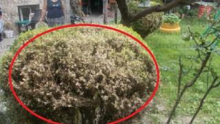 Невиждан от 40 години мор в Югозапада