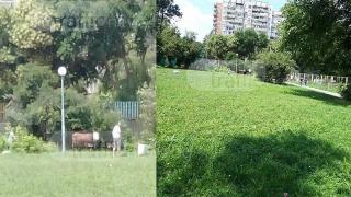 Драмата с избягалия бик в Пловдив не спира, ромите се решиха да...