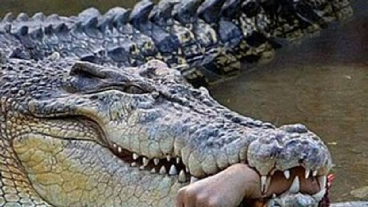 Не сте виждали такъв звяр! Заловиха гигантски крокодил - човекоядец! (СНИМКА)