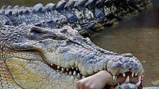 Не сте виждали такъв звяр! Заловиха гигантски крокодил - човекоядец! (СНИМКА)