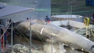 За първи път от 40 години: Уловиха най-голямото чудовище на света (СНИМКИ/ВИДЕО)
