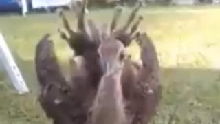  Първо ВИДЕО на бебе паун пошашави мрежата 