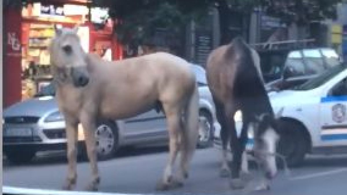 Само в БЛИЦ! Зрелище в София! Шофьори и минувачи гледат и не вярват на очите си какво прави тази патрулка (СНИМКИ/ВИДЕО)