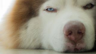 Грижовно хъски спаси седем новородени котенца (ВИДЕО/СНИМКИ)