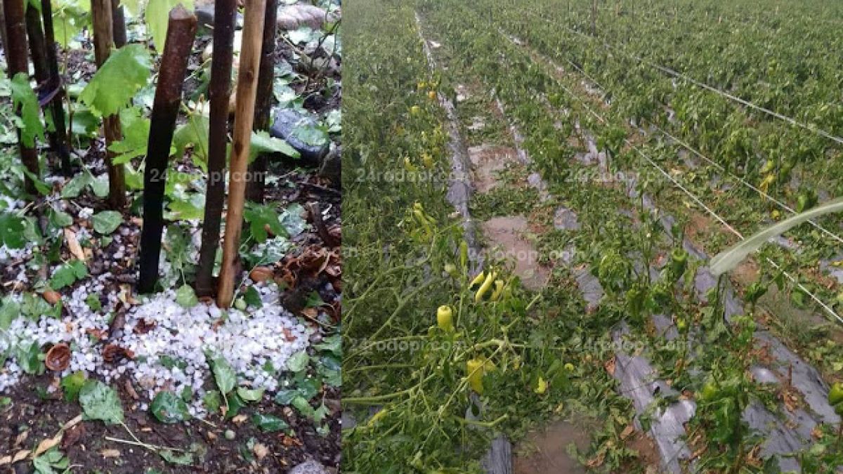 Стопаните в Крумовград са неутешими след леден дъжд, ударил района (СНИМКИ)