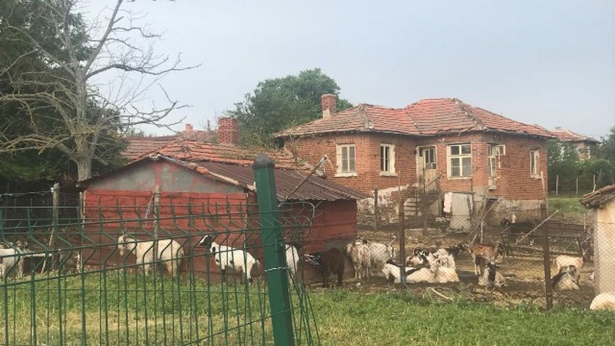 Момчил Неков изиска отговори от европейските институции и анализи от френската лаборатория във връзка с чумата по дребните преживни животни у нас