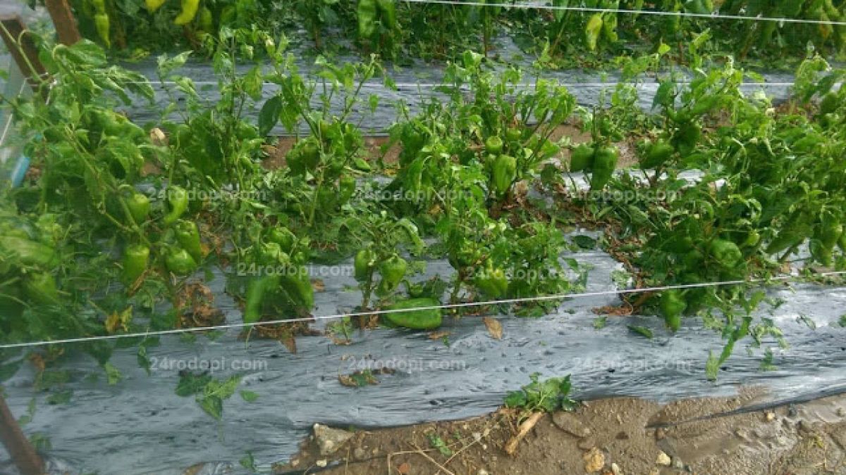 Незапомнено от 30 години бедствие удари Крумовград (СНИМКИ/ВИДЕО)