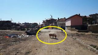 Заснеха нещо притеснително във варненската ромска махала
