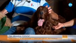 "Да хванеш гората": Тайландка и британец с азиатски бар в село Паламарци (ВИДЕО)