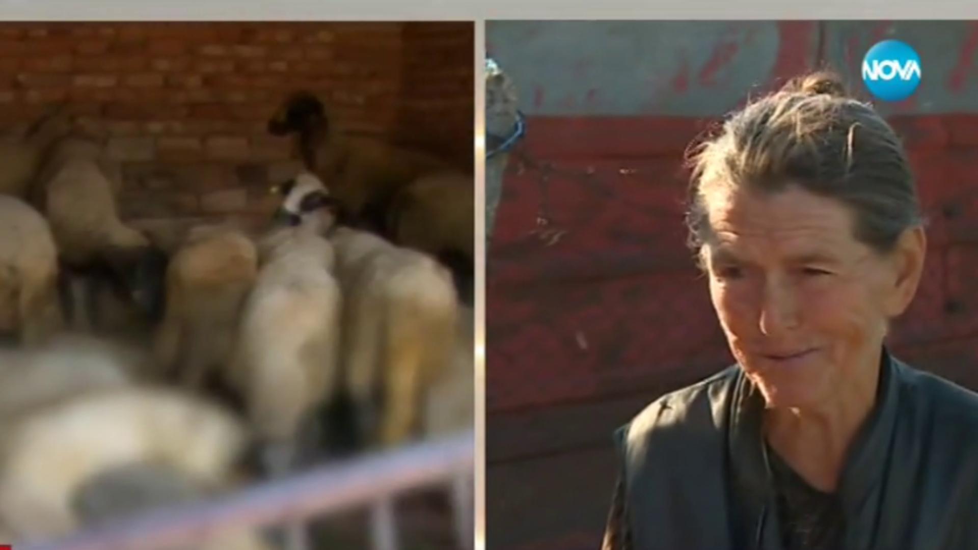 Започна евтаназията на стадото на баба Дора