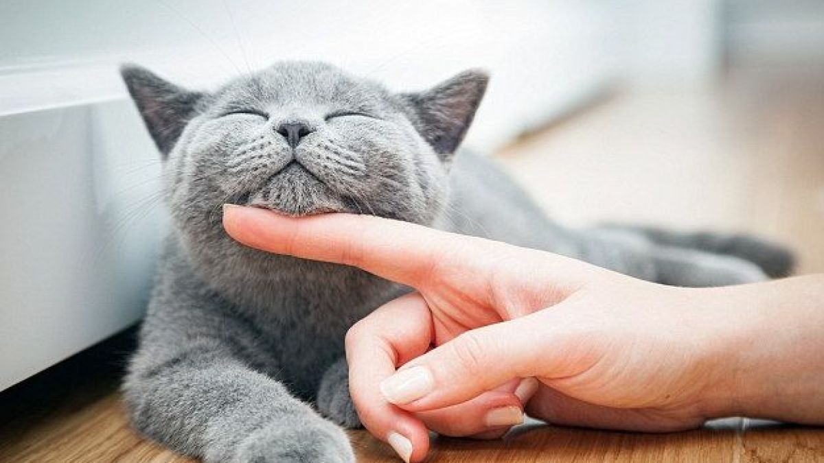 Уникално! Котешки паразит ни прави супербизнесмени и рискови играчи