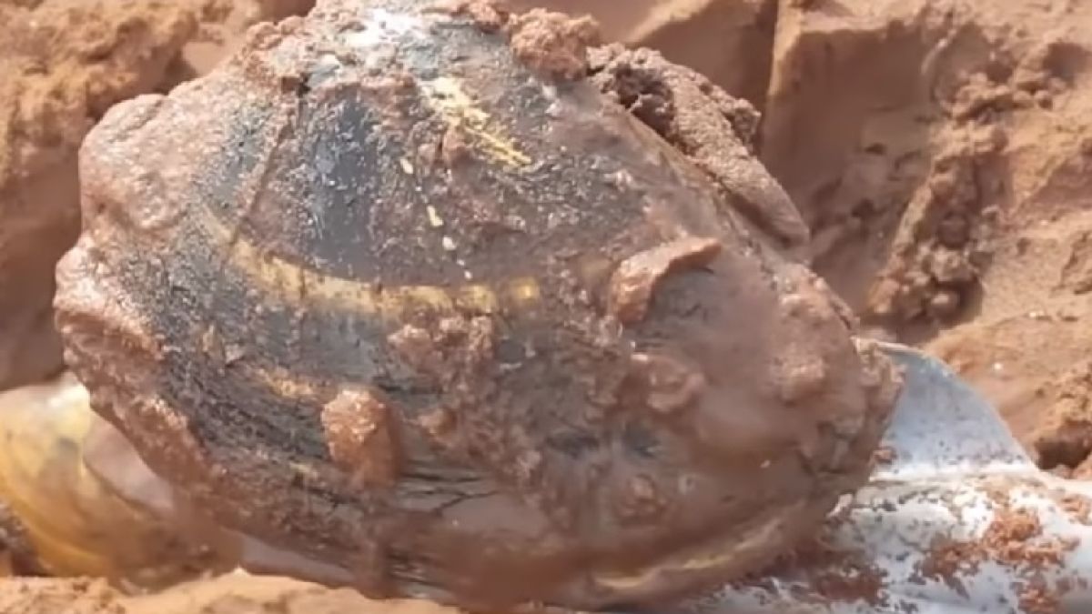 Момиче видя в пясъка на плажа дупки и наля в тях солена вода, след секунди ще разберете защо