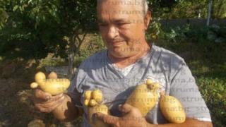 Ортаци от Кресна шашардисаха с тези зеленчуци, които извадиха от земята (СНИМКИ)