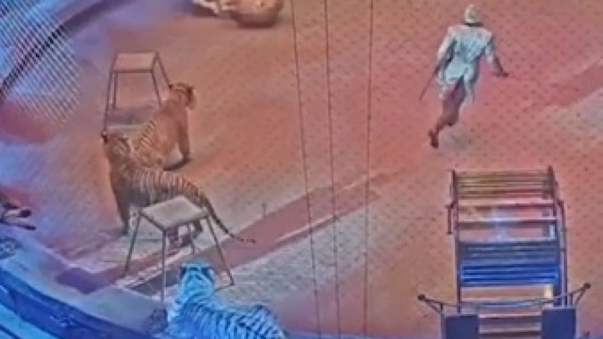 Страховито ВИДЕО 18+! Публиката дълго ще помни с ужас това, което се случи в Московския цирк