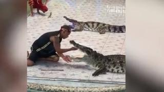 Ужас: Крокодил почти отхапа ръката на дресьор (ВИДЕО)