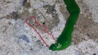 Извънземно ли е това? Рибар улови ужасяващо същество (ВИДЕО)