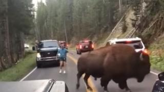 Идиот реши да дразни бизон и ето какво се случи... (ВИДЕО)