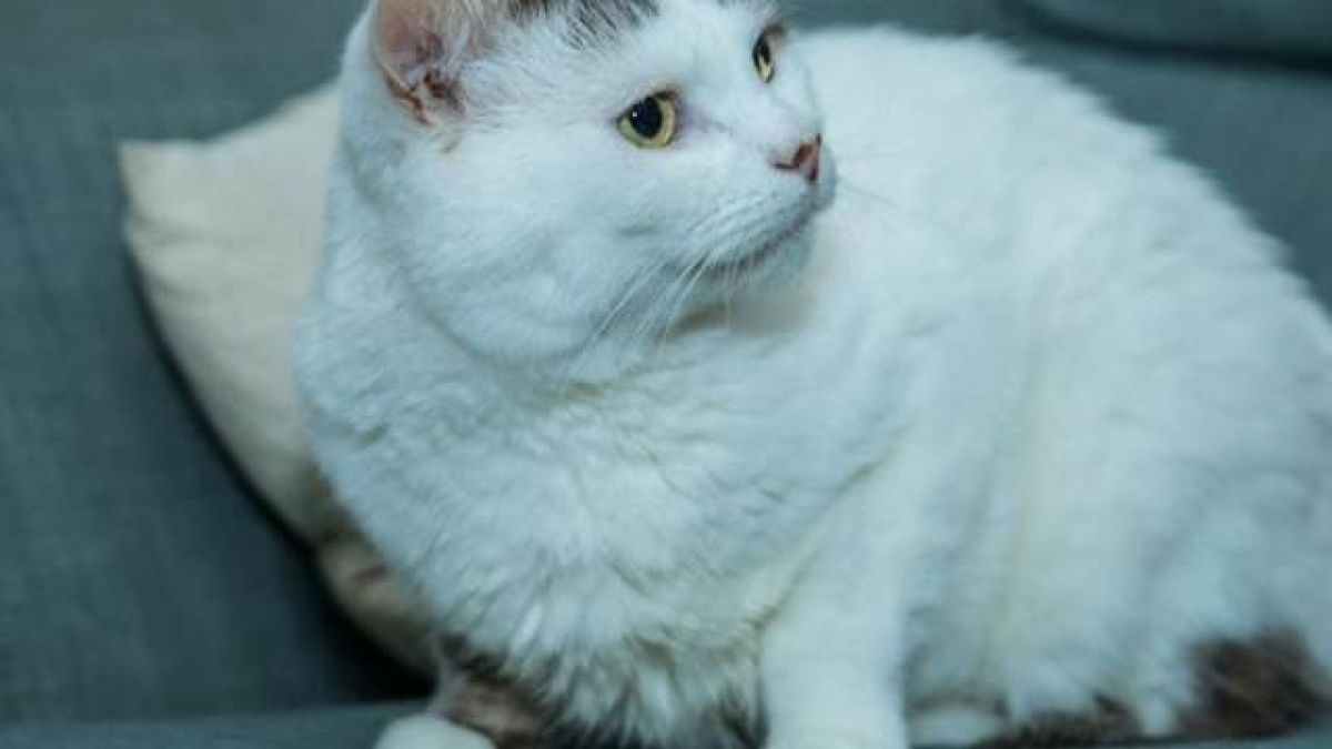 Чудо! Котарак направи нещо необичайно, за да спаси живота на болната си стопанка