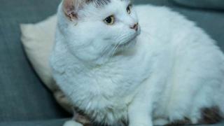 Чудо! Котарак направи нещо необичайно, за да спаси живота на болната си стопанка