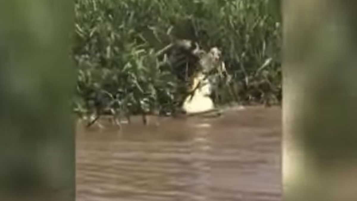 Ягуар и алигатор влязоха в зрелищна битка под водата (ВИДЕО)