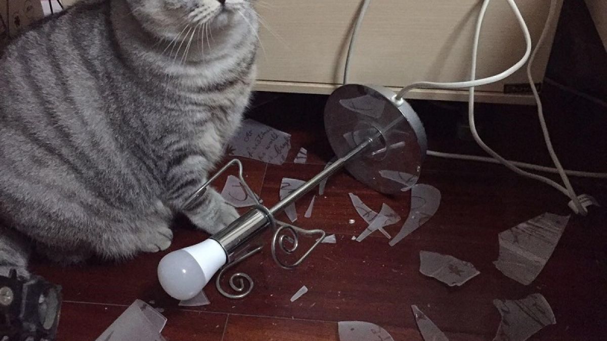 СНИМКИ със сладки котета, от които може да настръхнете 