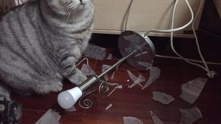 СНИМКИ със сладки котета, от които може да настръхнете 