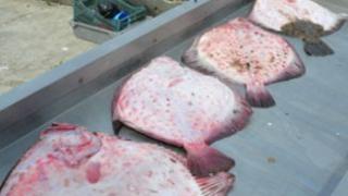 Морето завря от сафрид и циганка