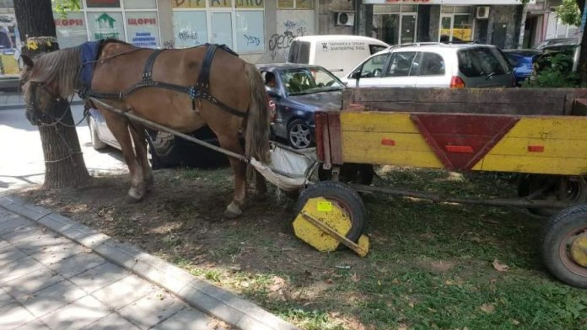 Такова чудо само в  Благоевград може да се види! (СНИМКА)