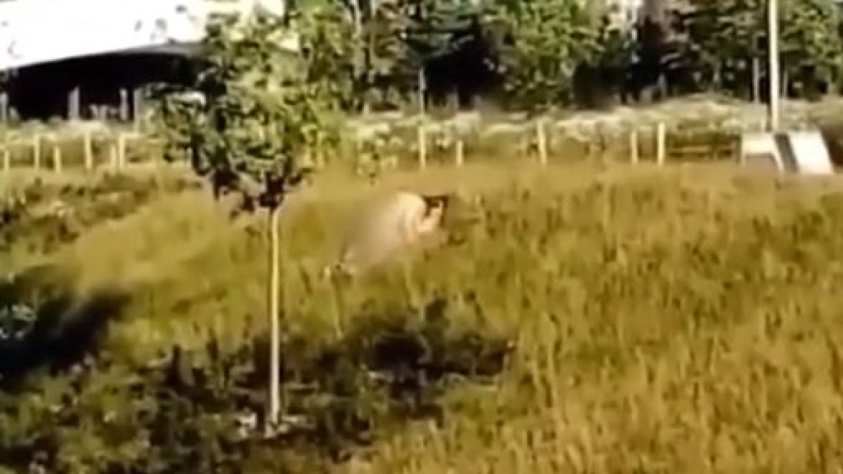 Двойка се отдаде на бурен секс посред бял ден на метри от Кремъл (ВИДЕО 18+)