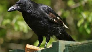 Назначиха гарвани за чистачи в увеселителен парк 