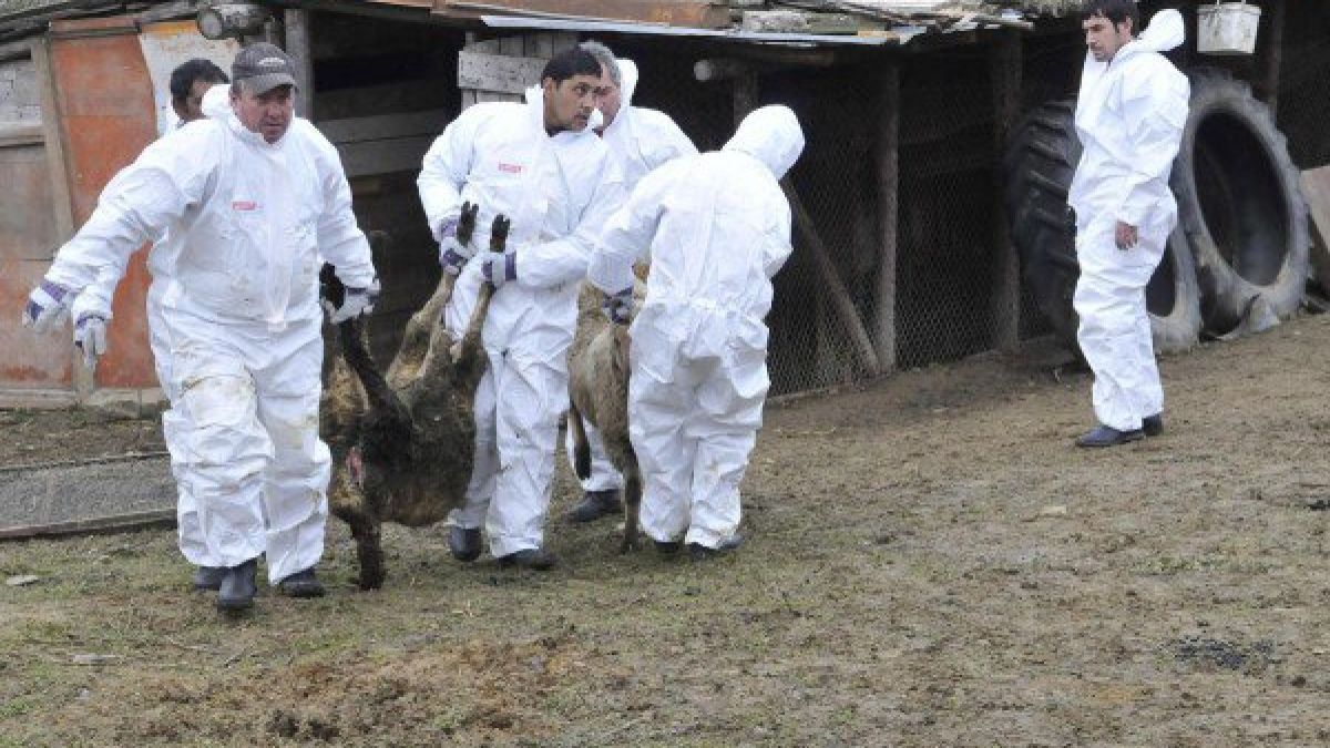 БАБХ ще възложи диагностиката на взетите проби за чума на лаборатории в ЕС