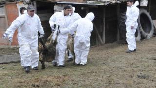 БАБХ ще възложи диагностиката на взетите проби за чума на лаборатории в ЕС