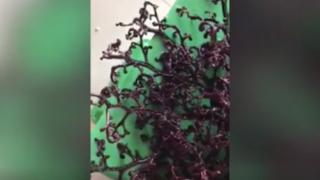 Морско чудовище изплува на плаж, старец направи страшно пророчество (ВИДЕО)