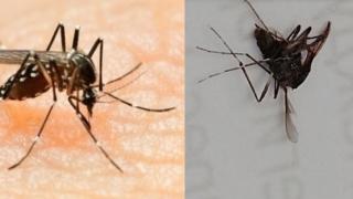 Варненец уби гадна твар в офиса си и силно притеснен чака помощ от местното РЗИ 
