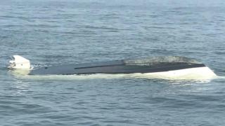 Полицията в Ню Джърси: Гигантски звяр изплува в морето и преобърна лодка с рибари (СНИМКИ/ВИДЕО)
