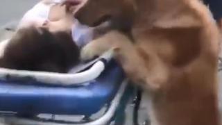 Вярно куче отказа да остави припадналата си стопанка и я последва в линейката (ВИДЕО)