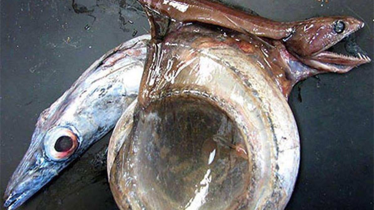 Харесвате природата? Тези зловещи СНИМКИ (18+) са подходящи само за тези, които обичат да гъделичкат нервите си  