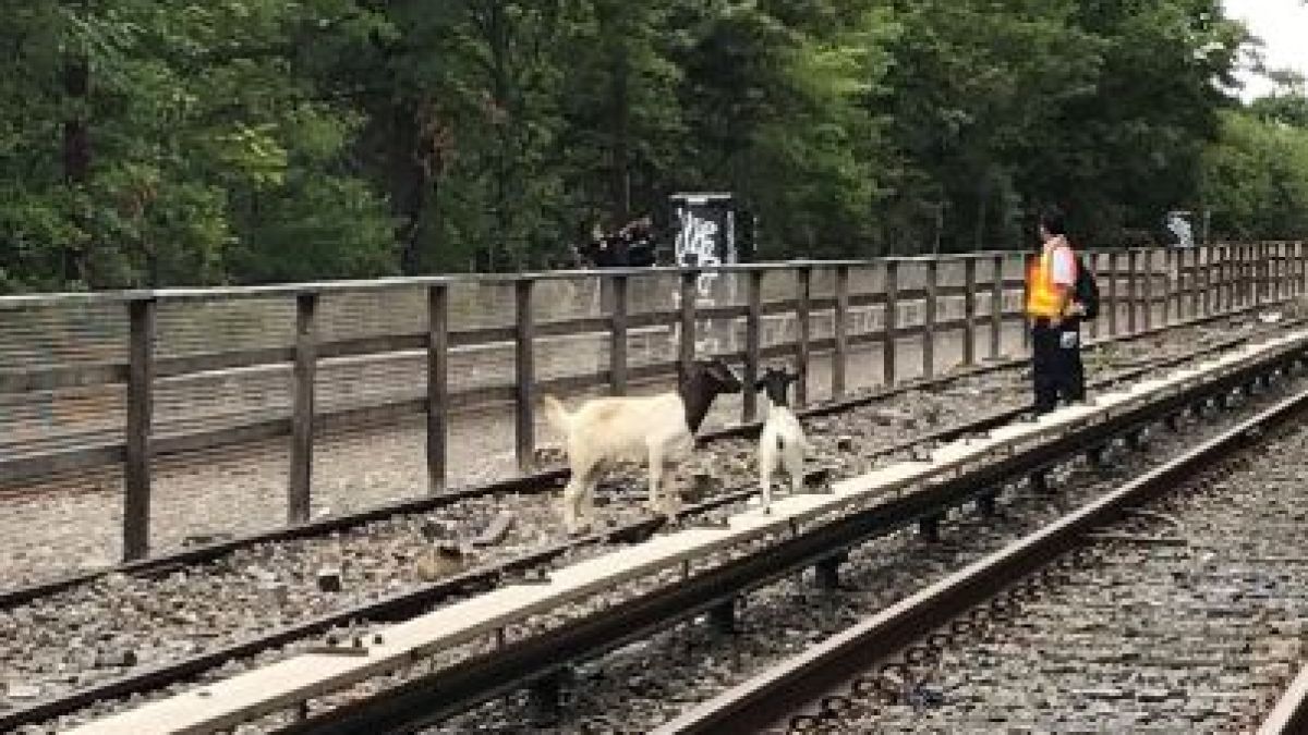 Метрото в Ню Йорк спря, причината ще ви шокира (СНИМКА)