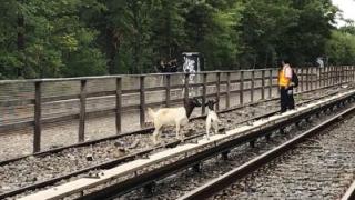 Метрото в Ню Йорк спря, причината ще ви шокира (СНИМКА)