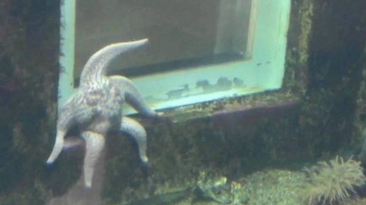 СНИМКИ на удивителни неща, които може да бъдат видени само един път в живота 